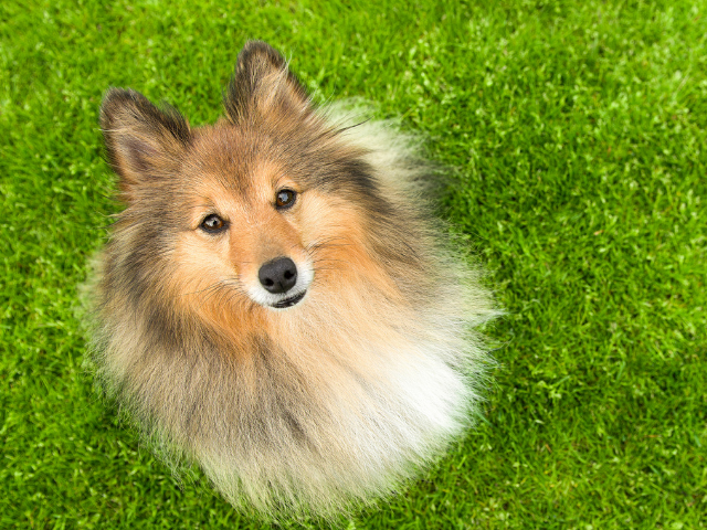 Pet Salon 堺市北区24時間常駐ペットホテル サロン Oreo